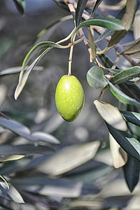 closeup photo of plum fruit thumbnail