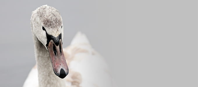 selective focus photography of white goose thumbnail