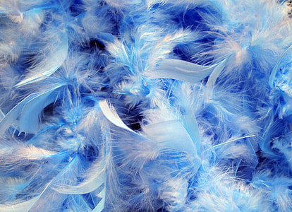 blue and white feathers thumbnail