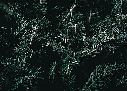 green garland thumbnail