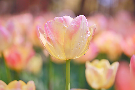 shallow depth of field photo of yellow and pink tulip thumbnail