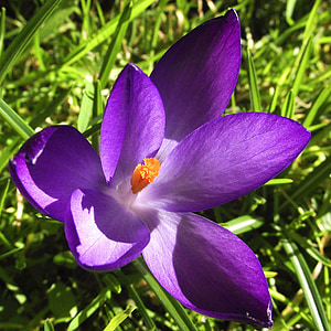 purple flower on grass thumbnail