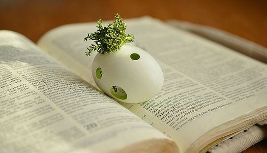 white egg shell with green leaves on book thumbnail