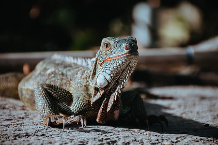 close-up photography of lizard thumbnail