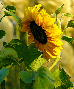 yellow sunflower in selective focus photography thumbnail
