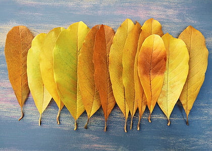 yellow leaves thumbnail