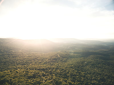 sunlight through forest thumbnail