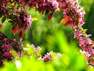 nature, flowers, garden, petals thumbnail