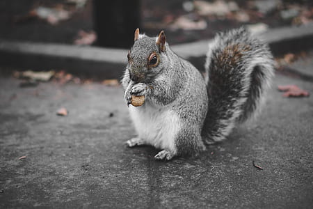 squirrel eating nut thumbnail