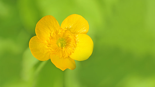 selective focus photography of yellow anemone flower on bloom thumbnail