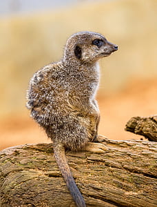 brown and black fur animal sitting on wood thumbnail