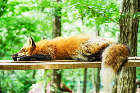 red fox on brown wooden board thumbnail