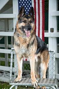 adult brown and black German shepherd standing on silver table thumbnail