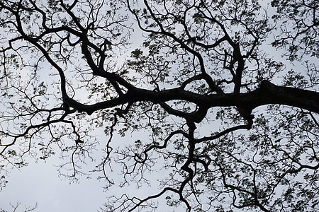 Tree Sky, Tree Sky Contrast thumbnail