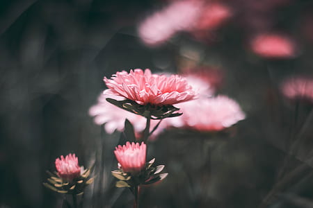 closeup photo of pink petal flower thumbnail