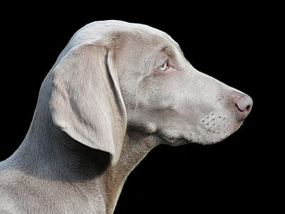 short-coated gray dog closeup photography thumbnail