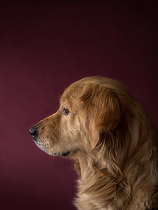 adult dark golden retriever taking photo inside the room thumbnail
