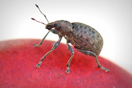 animal, insect, beetle, bug thumbnail
