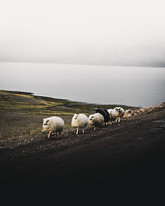 row of sheep thumbnail
