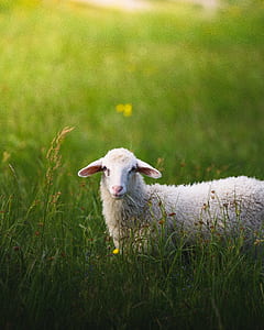 white sheep on green grass lawn thumbnail