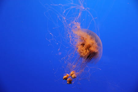 orange jellyfish underwater thumbnail