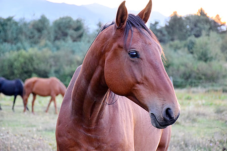 brown horse closeup photography thumbnail
