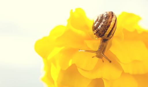 brown snail on yellow flower thumbnail