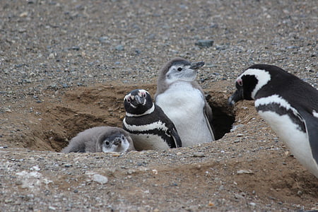 penguins in pit thumbnail