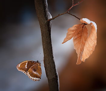 brown plant branch with orange leaves thumbnail