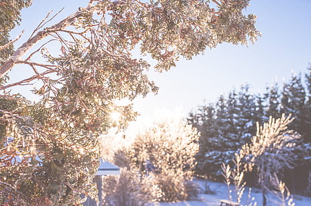 cold, snow, wood, light thumbnail
