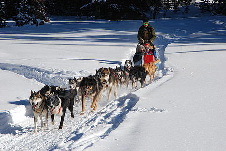 pack of dogs running on snowfield during daytime thumbnail