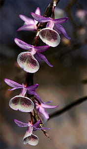 Closeup Photo of Purple-and-white Flowers thumbnail
