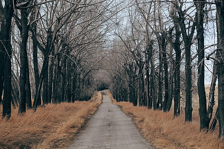 empty road with black withered trees and grass at daytime thumbnail