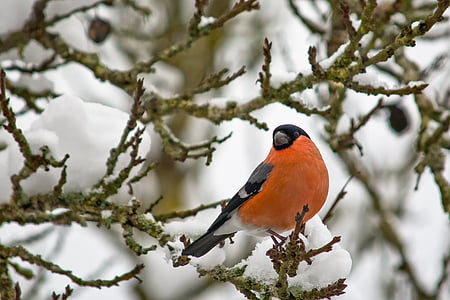 orange and black bird on tree branch thumbnail