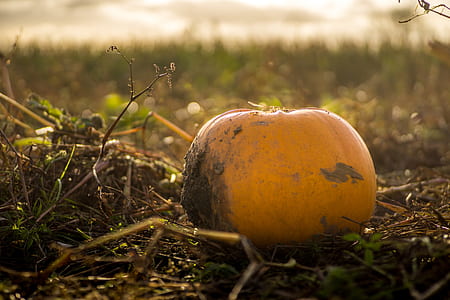 selective focus photo of squash thumbnail