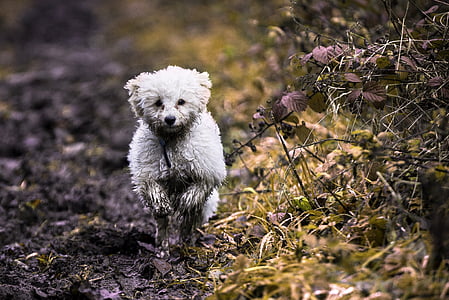 Maltese puppy running across mud thumbnail