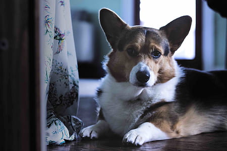 Pembroke Welsh corgi prone lying on floor inside the room thumbnail