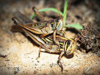 eyes, plant, blur, animals thumbnail