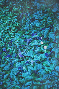 white petaled flowers with blue and green leaves thumbnail
