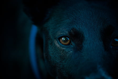 close-up photography of dog's right eye thumbnail
