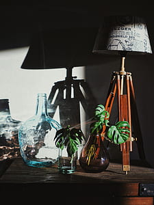 two black swiss cheese plants in glass vases near brown tripod table lamp thumbnail