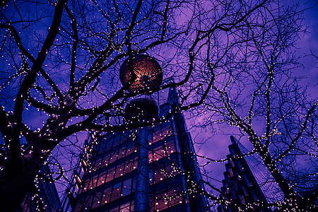 Trees, lights and buildings at night in Central London thumbnail