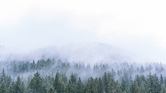 pine trees under cloudy sky thumbnail