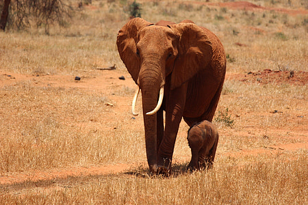 gray elephant thumbnail