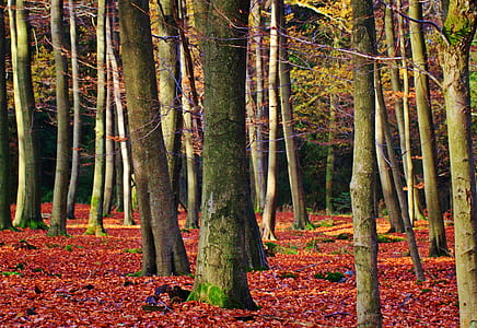trees and leaves thumbnail