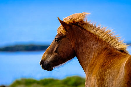 animal, blur, mane, outdoors thumbnail