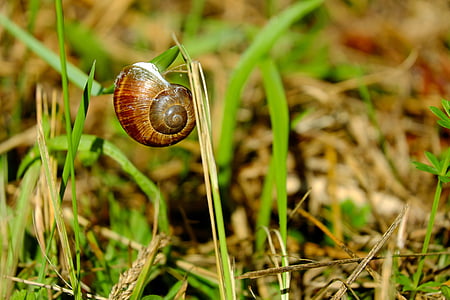 brown snail on green grass thumbnail