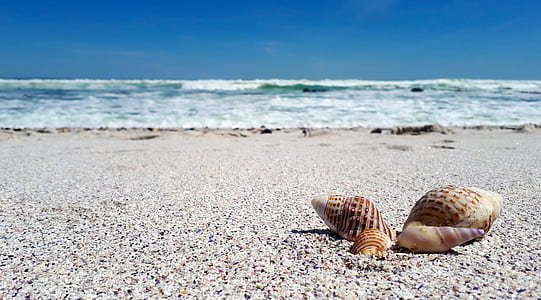four beige seashells on seashore thumbnail