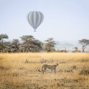 shallow focus of cheetah standing on brown field outdoors thumbnail