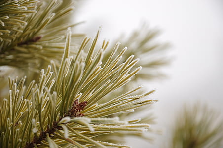 macro photography of green tree thumbnail